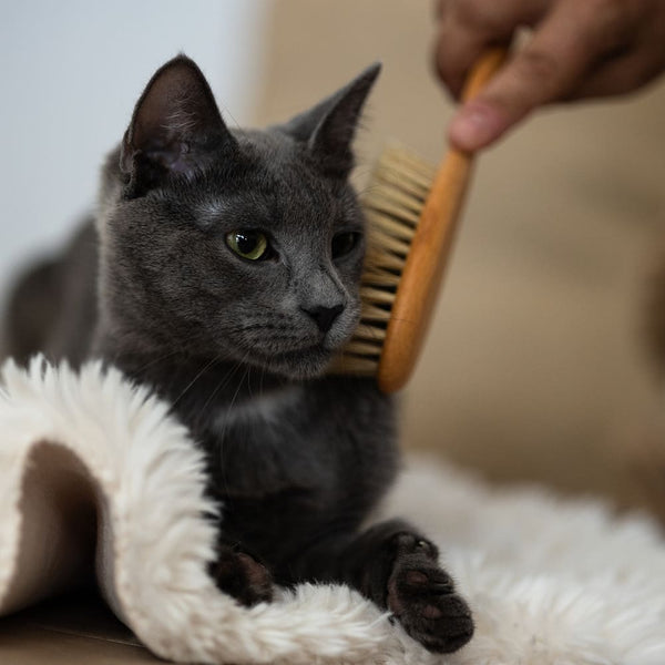 Bien-être du Chat - Soin et Beauté du Pelage