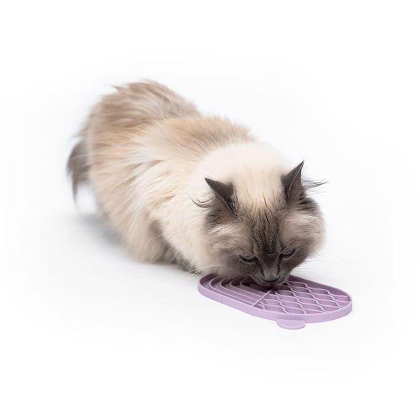 Clickertraining für Katzen – und wie Schleckmatten dabei helfen können