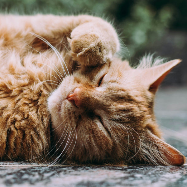Trouver un prénom pour son chat