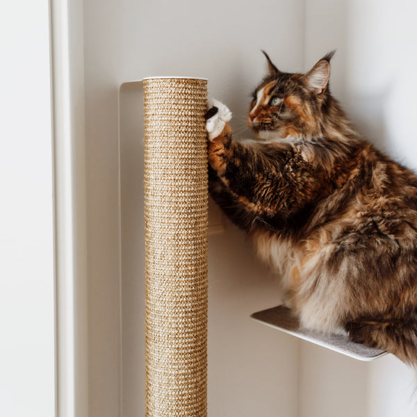 Mur d'escalade pour chat : Une excellente solution les griffes
