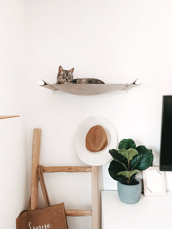 Lieblingsplatz wechseln? Warum Katzen ständig neue Rückzugsorte suchen