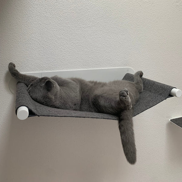 LucyBalu et les chats seniors : comment s'y prendre ?
