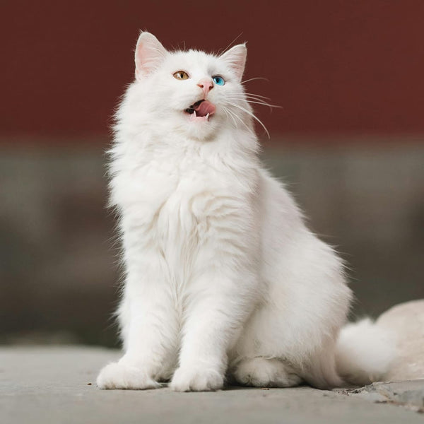 Le guide des races de chat : L'Angora
