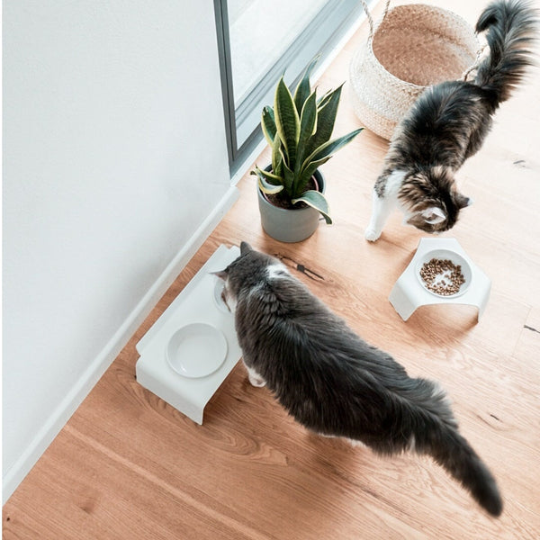Les éléments essentiels à avoir chez soi pour accueillir un chat