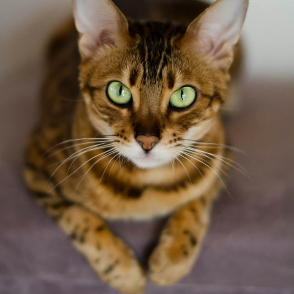 Le guide des races de chat : Le Bengal