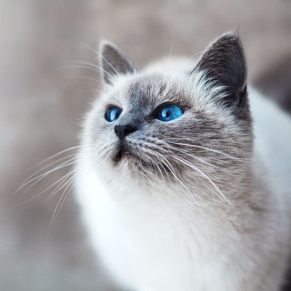 Le guide des races de chat : Le Sacré de Birmanie