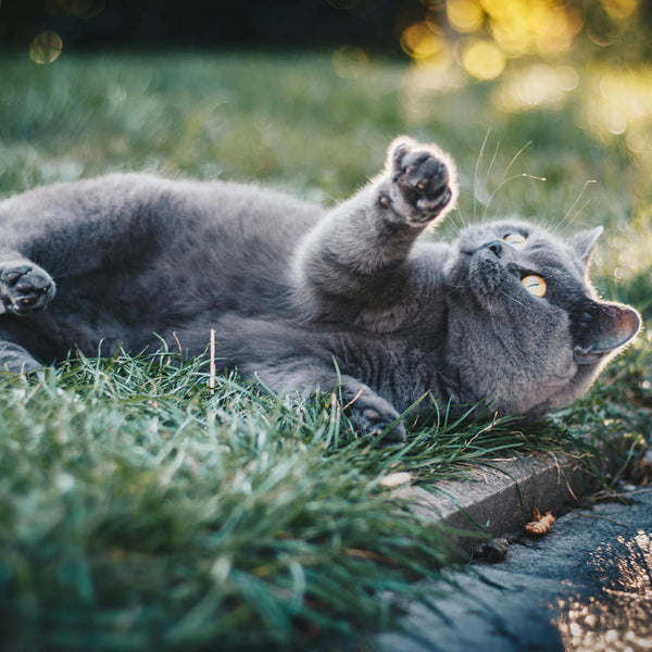 Le guide des races de chat : Le British Shorthair