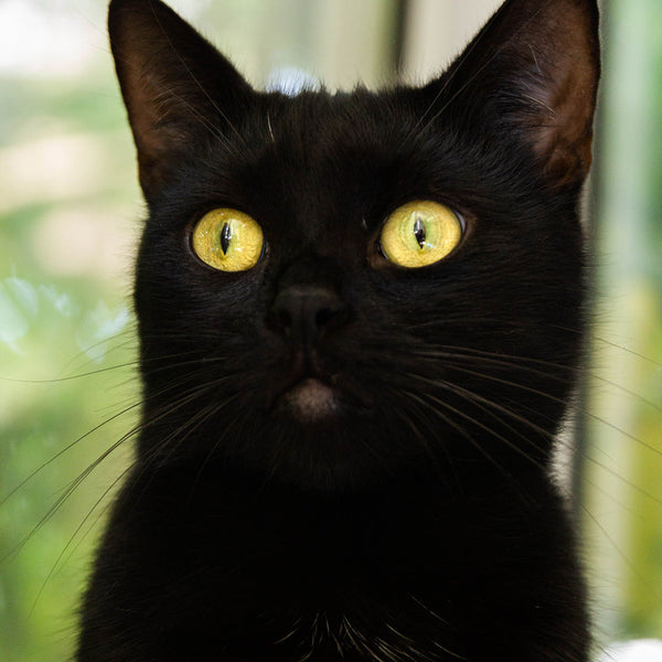 Le guide des races de chat : Le Bombay