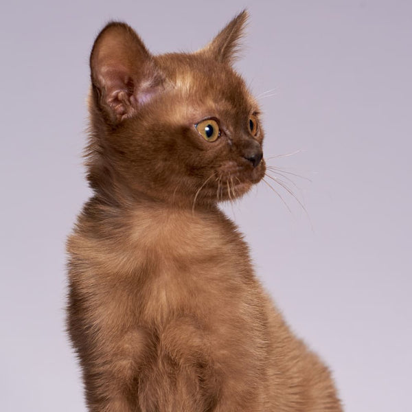 Le guide des races de chat : Le Burmese