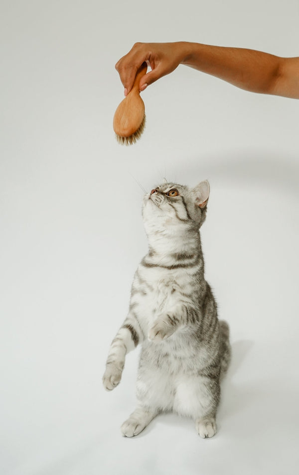 Bien-être du Chat - Soin et Beauté du Pelage