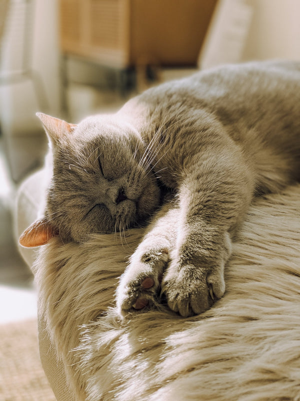 Canicule imminente : comment protéger nos chats lors des journées les plus chaudes