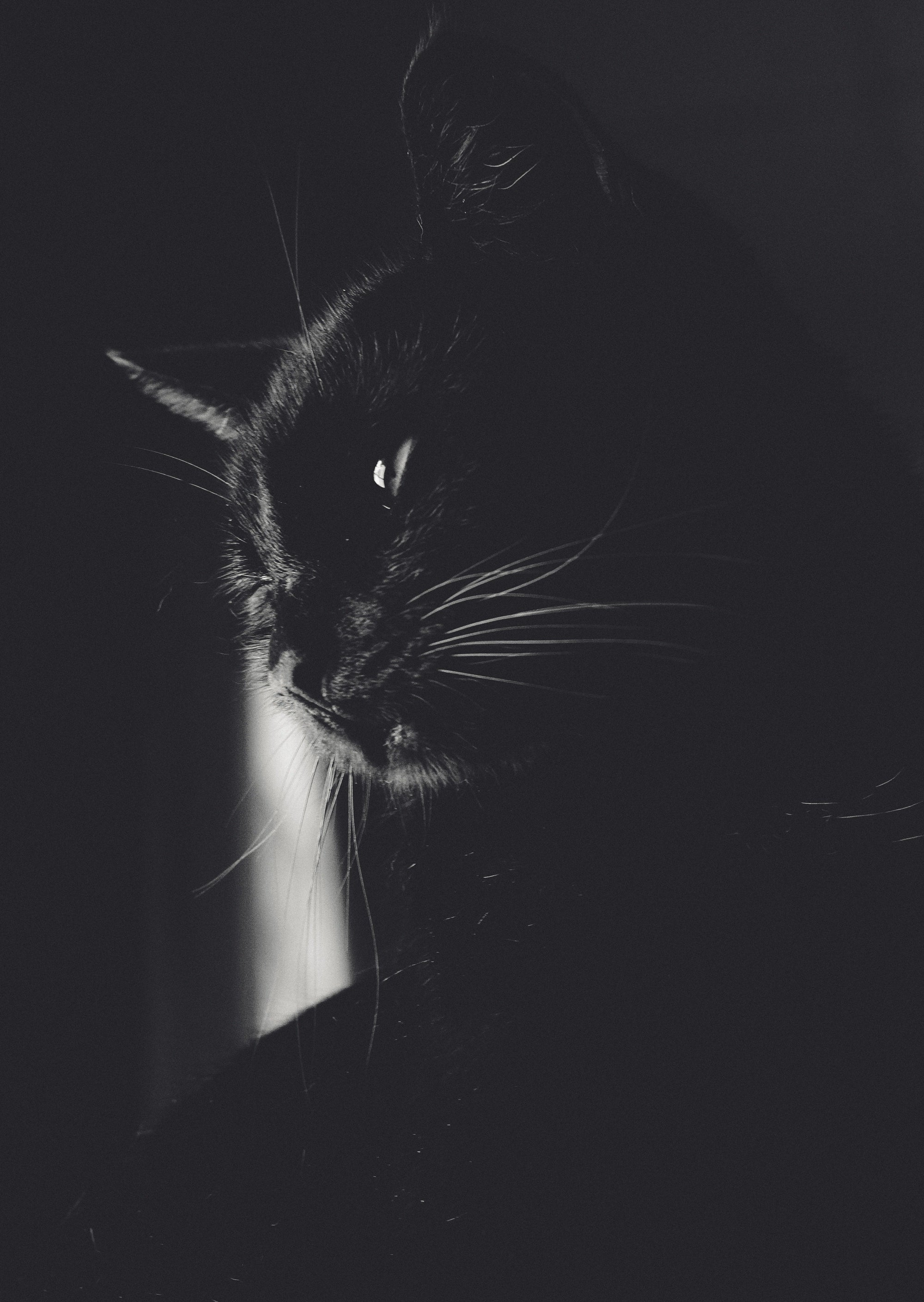 Die schwarze Katze und warum sie so besonders ist