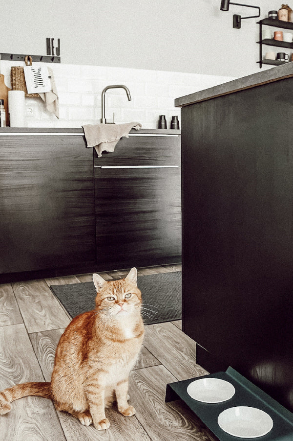 Problème d'hydratation : Au secours, mon chat refuse de boire