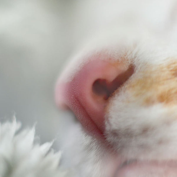 L'odorat du chat, un sens sous-estimé