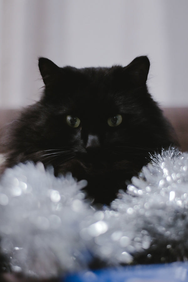 Un Nouvel An paisible avec ton chat