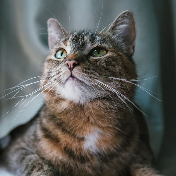 Le guide des races de chat : L'European Shorthair