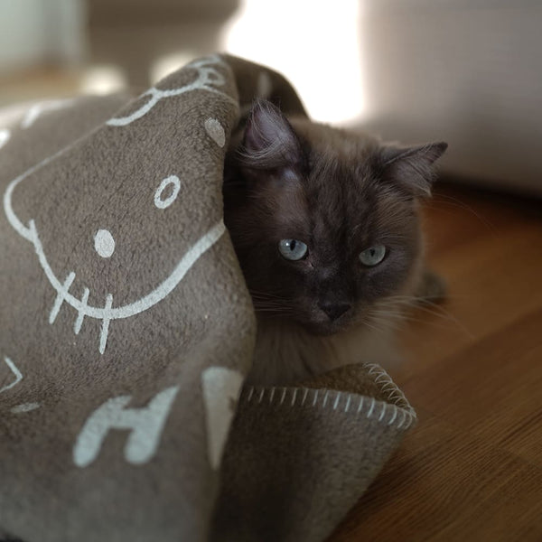 Premiers secours pour chats : Que faire en cas de blessures ?