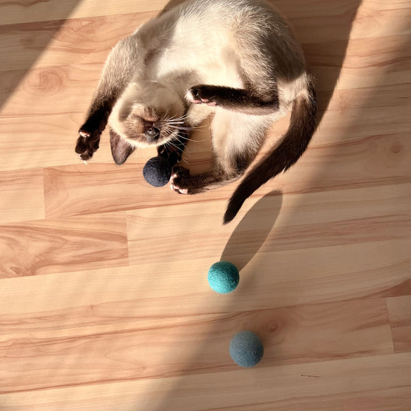 Les chats sont-ils vraiment daltoniens ? Tout ce qu'il faut savoir sur leur perception des couleurs