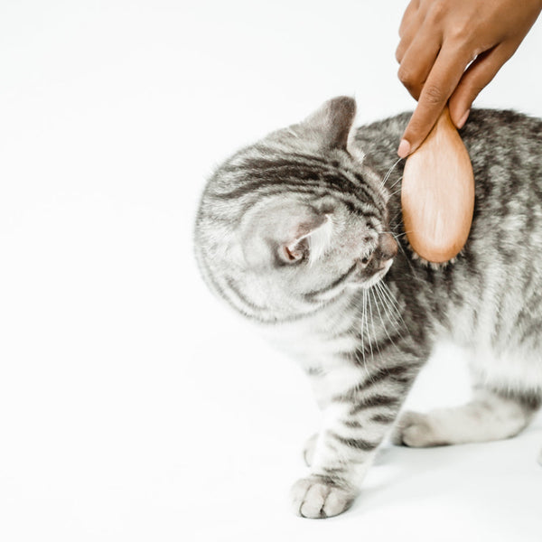 L'importance des brosses pour chats et comment gérer la perte de poils