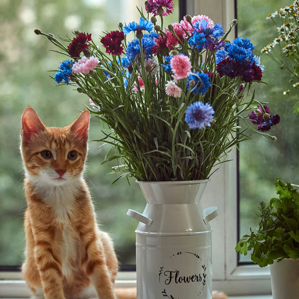 Printemps : Sélection de fleurs sans danger pour ton chat