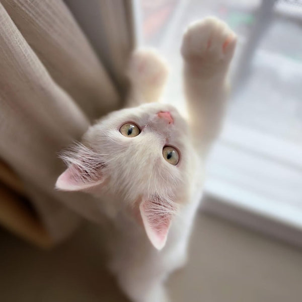 Fenêtre oscillo-battante : un danger pour les chats !