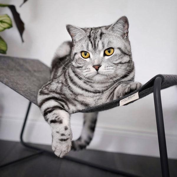 Les questions les plus courantes sur les chats