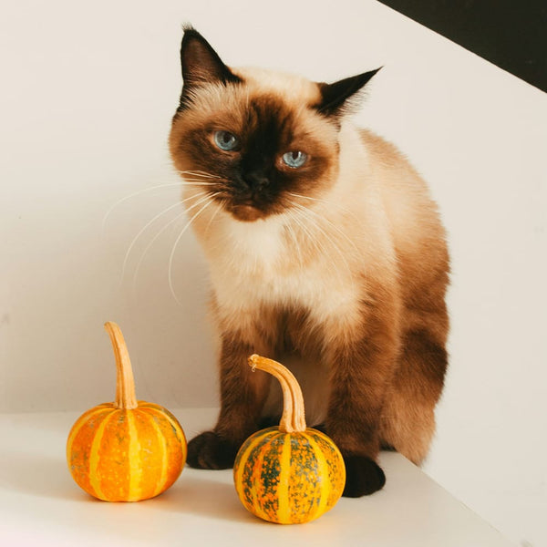 Décorations d'Halloween et chats : tout ce qu'il faut savoir