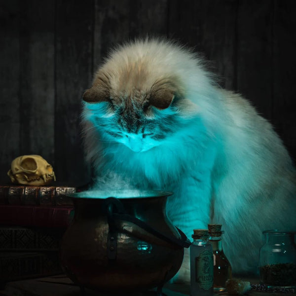 Halloween : Histoires effrayante du monde des chats