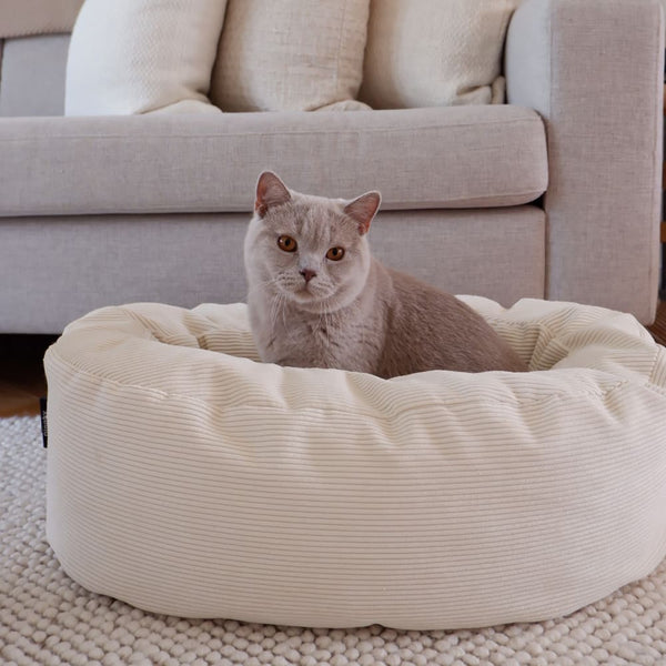 7 conseils pour prendre soin de ton chat pendant l'automne
