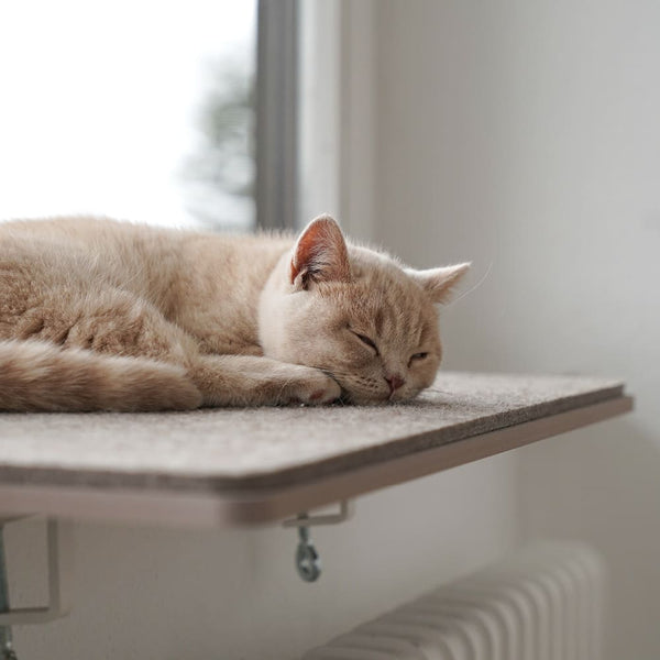 Prépare ton chat pour l’automne - En pleine forme pour affronter les jours froids