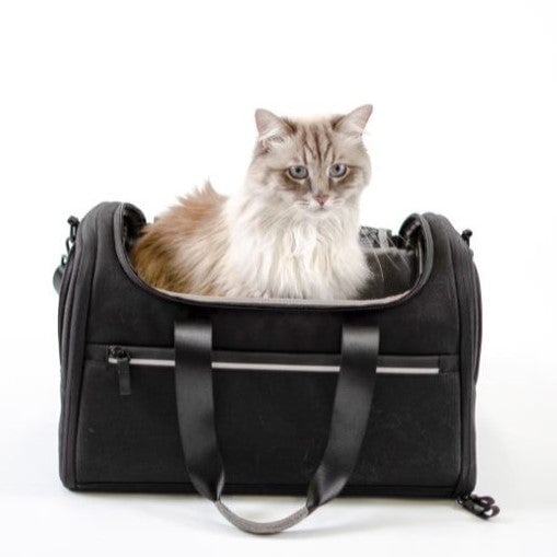 La vaccination pour les chats est-elle nécessaire ?