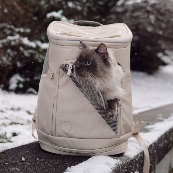 Puis-je laisser sortir mon chat en hiver ? Nos conseils essentiels