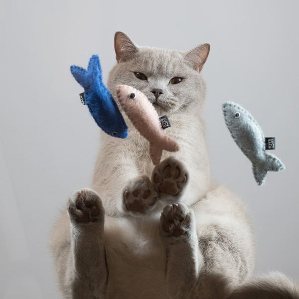 Tout ce qu'il faut savoir pour bien équiper ton chat