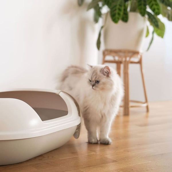Entretenir la litière de ton chat : Astuces pour un bac à litière toujours propre