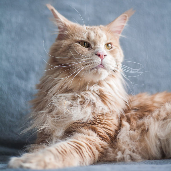 Le guide des races de chat : Le Maine Coon