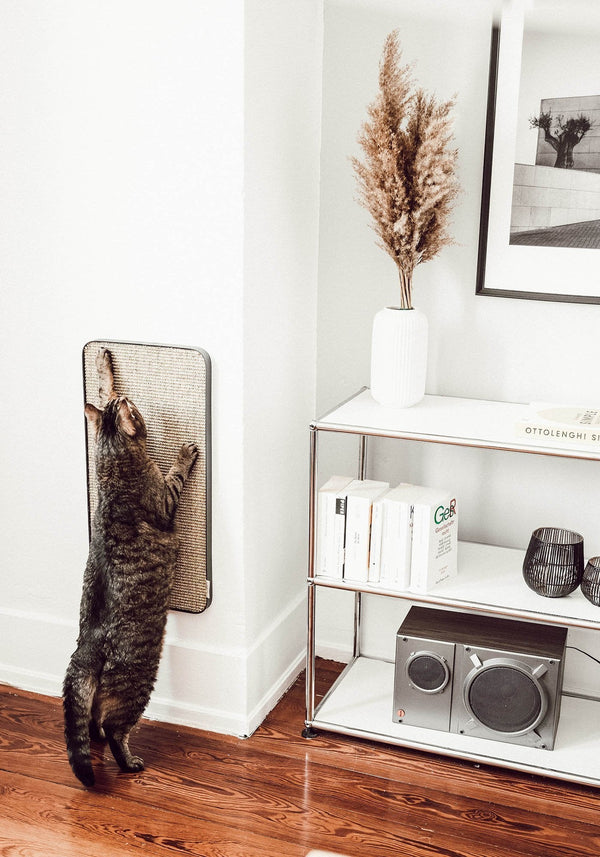 Ma première adoption : Mon chat arrive - et maintenant ?