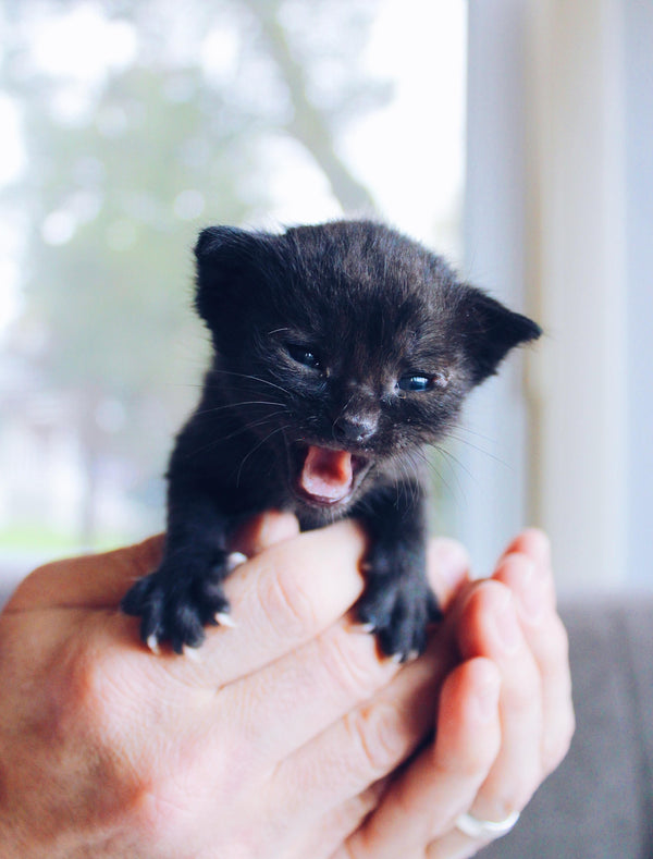 Ma première adoption : J'aimerais adopter un chat !