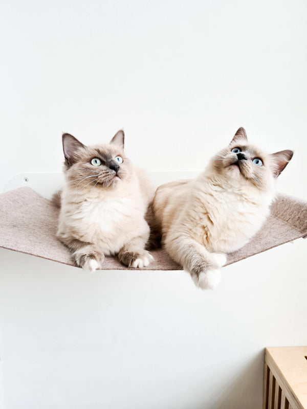 Ma première adoption : chat de race ou chat de ferme ?