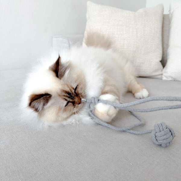 Vivre avec son chat de manière éco-durable