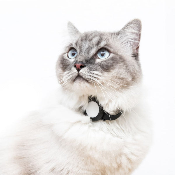 Localiser ton chat avec l'Apple AirTag : Une sécurité supplémentaire