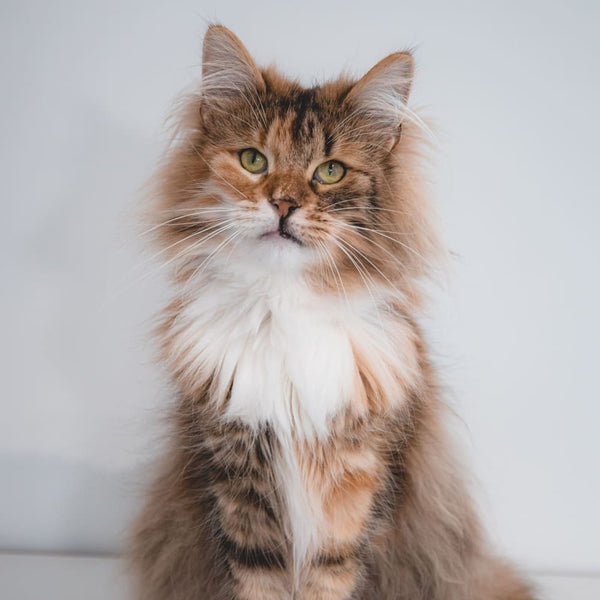 Le guide des races de chat : Le Norvégien