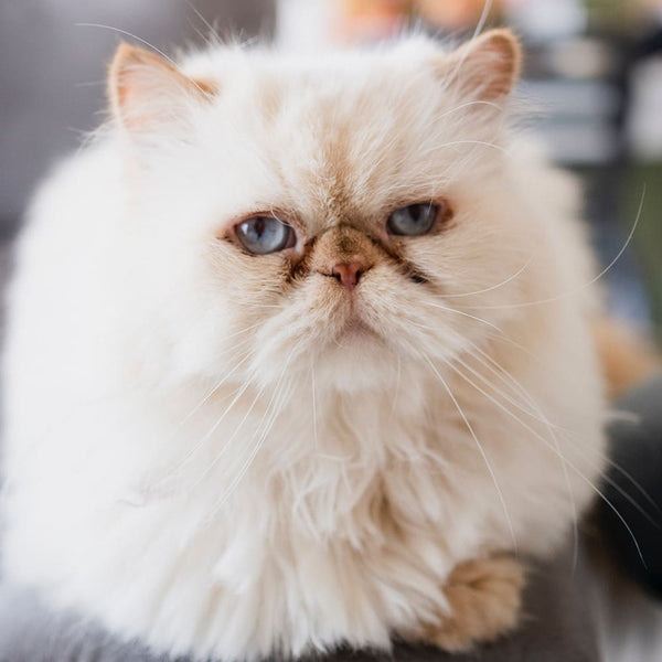 Le guides des races de chat : Le Persan