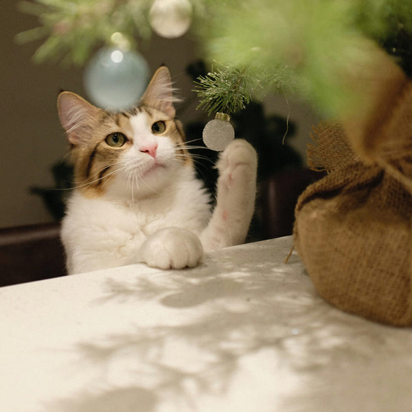 Un Noël purr-fait : Des idées de cadeaux qui enchanteront tous les chats