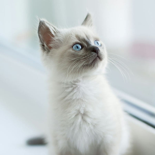 Le guide des races pour chat : Le Ragdoll
