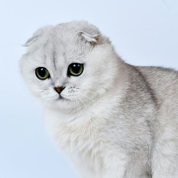 Le guide des races de chat : Le Scottish fold