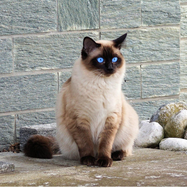Guide des races de chat : Le Siamois