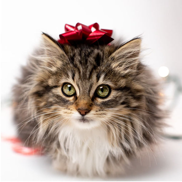 Un Noël serein avec ton chat - Conseils et astuces