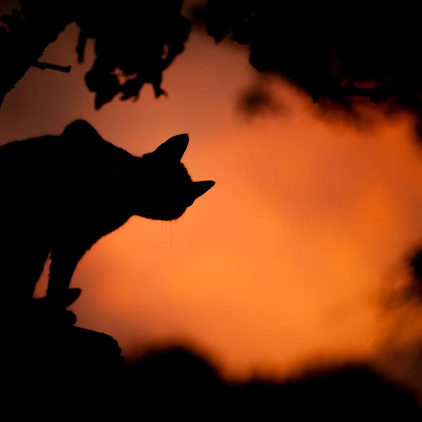 Célébrer Halloween avec nos chats : Conseils pour garantir leur sécurité