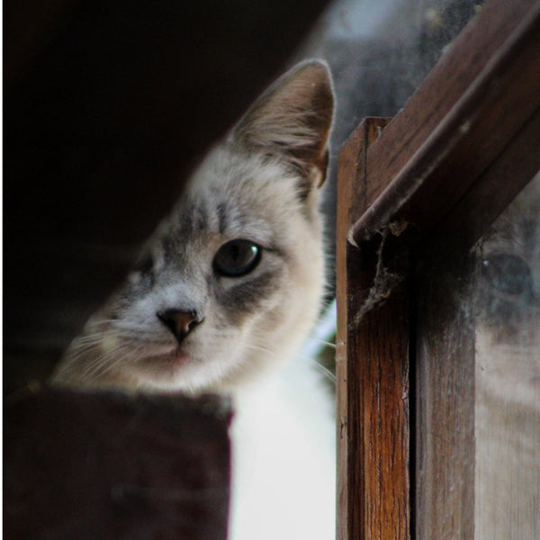 Célébrer le Nouvel An avec un chat : Conseils pour une soirée calme