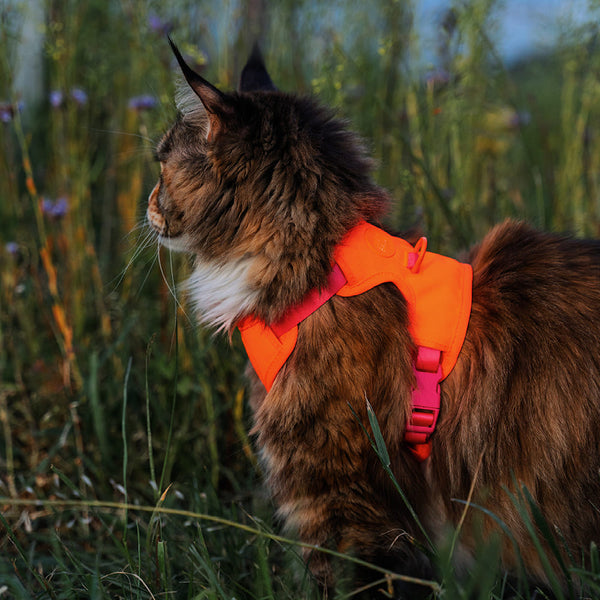 Se balader en pleine nature avec son chat